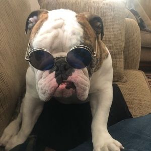 Meet your Posher, Shelby